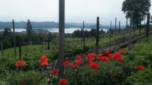 Among vineyards and ancient ovens: loop from Viverone to Peverano